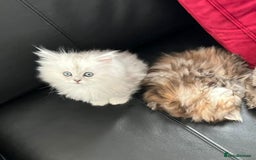 Persian cats for sale: Rare Persian Kittens in London🤍 - Image 5