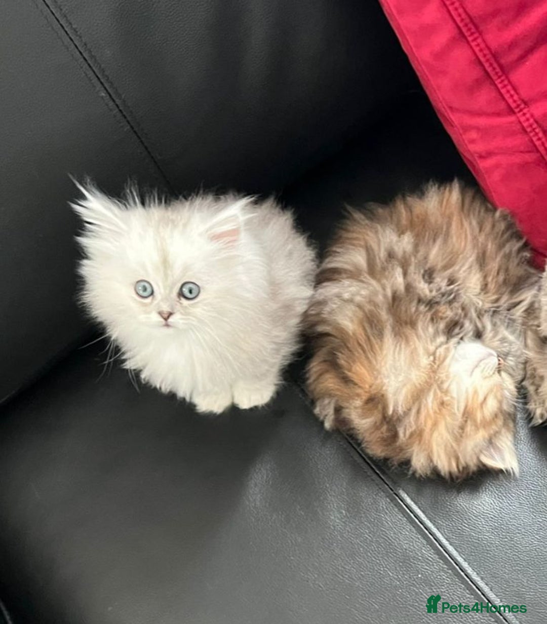 Persian cats for sale: Rare Persian Kittens in London🤍 - Image 5