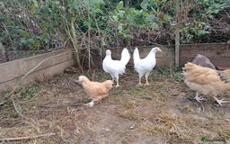 Chickens poultry for sale: Young pullets  - Image 1