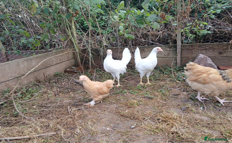 Chickens poultry - Advert 2