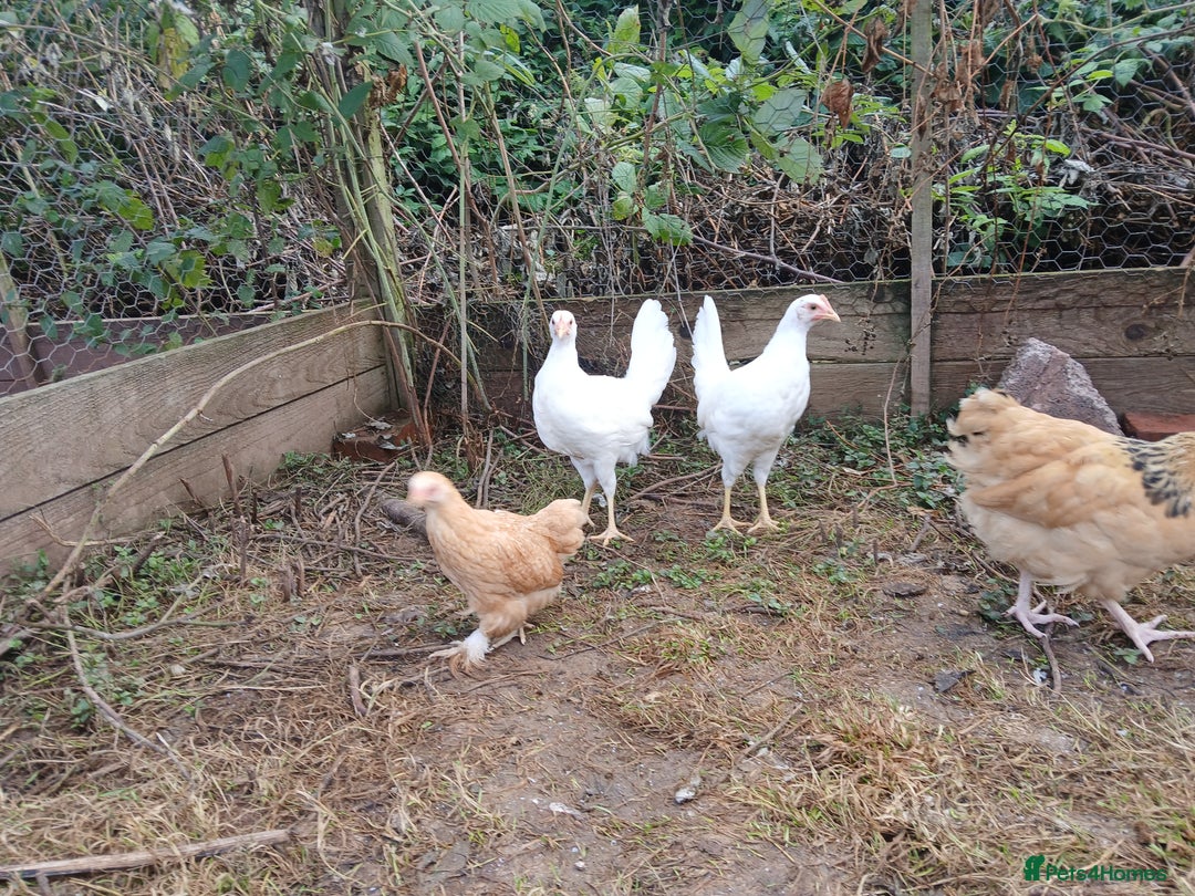 Chickens poultry for sale: Young pullets  - Image 1