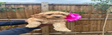 Cockapoo Puppy 12