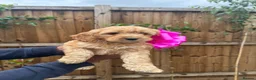 Cockapoo dogs for sale: Cockapoo F1 Gorgeous Puppies 🐶❤️ - Advert 8