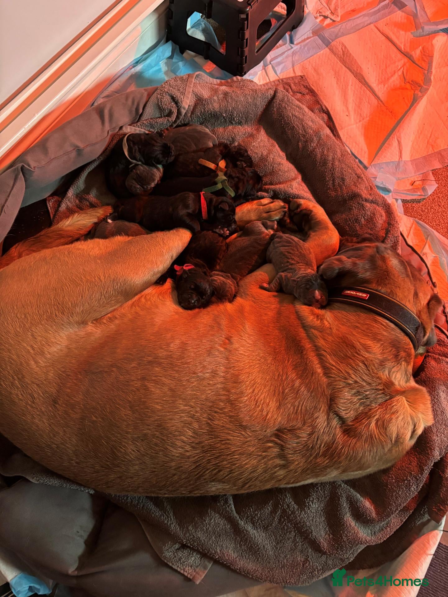Cane Corso dogs Stunning Cane Corso Puppies - Advert 12