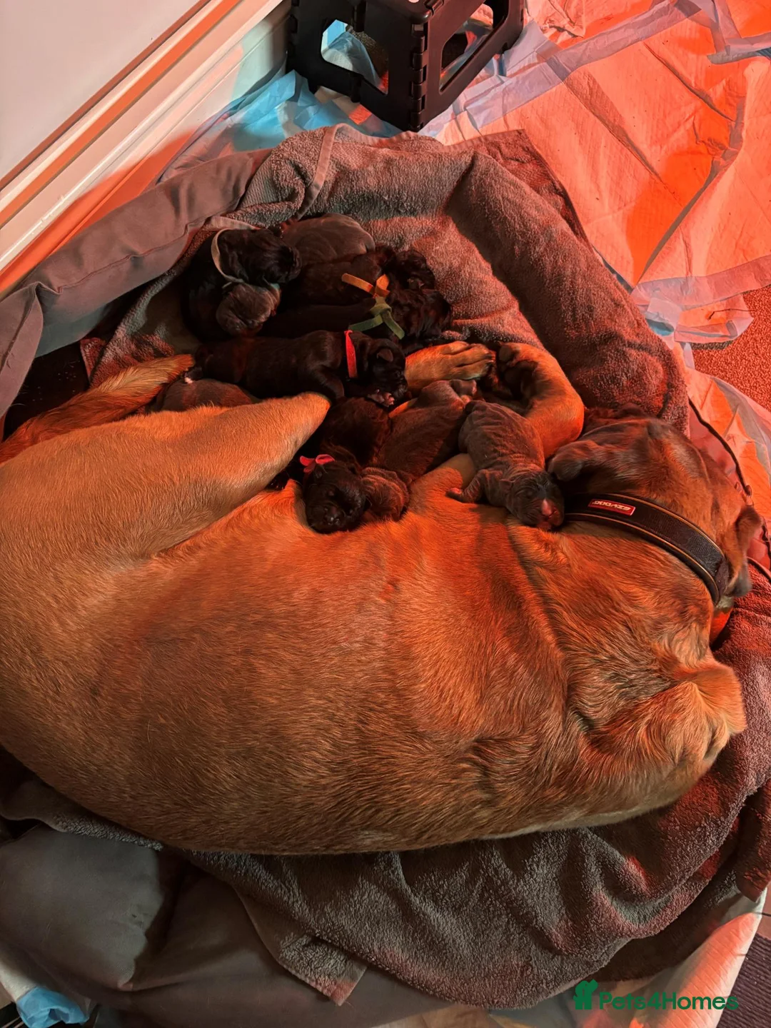 Cane Corso dogs for sale: Stunning Cane Corso Puppies - Advert 1