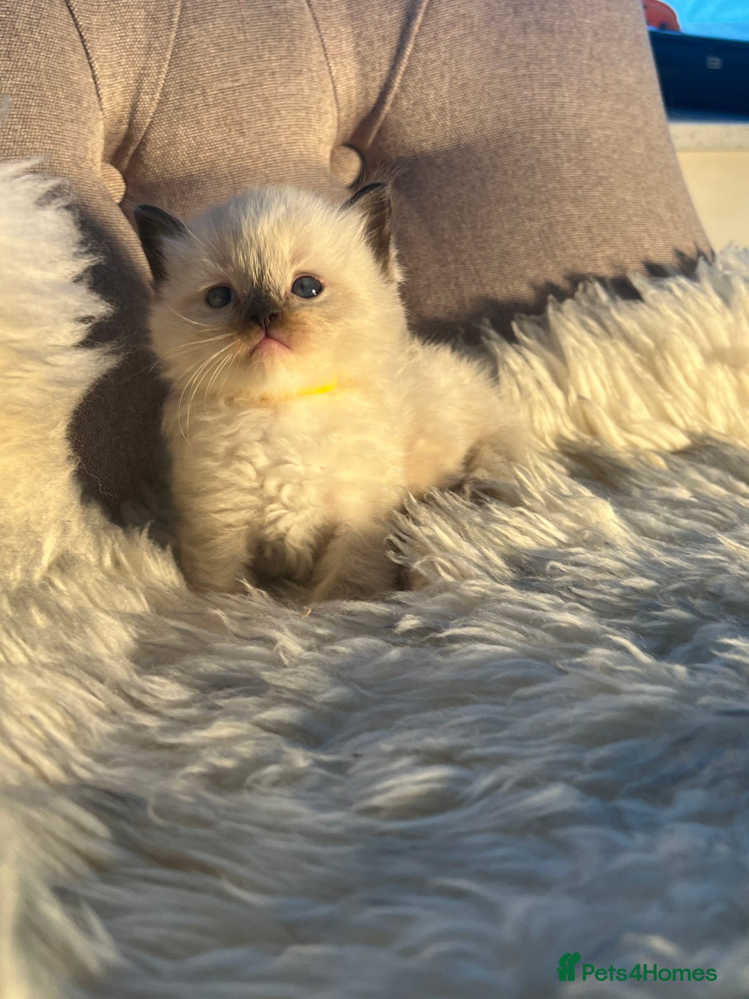 Ragdoll cats for sale: Ragdoll kittens pure breed!!! 😺 - Image 21
