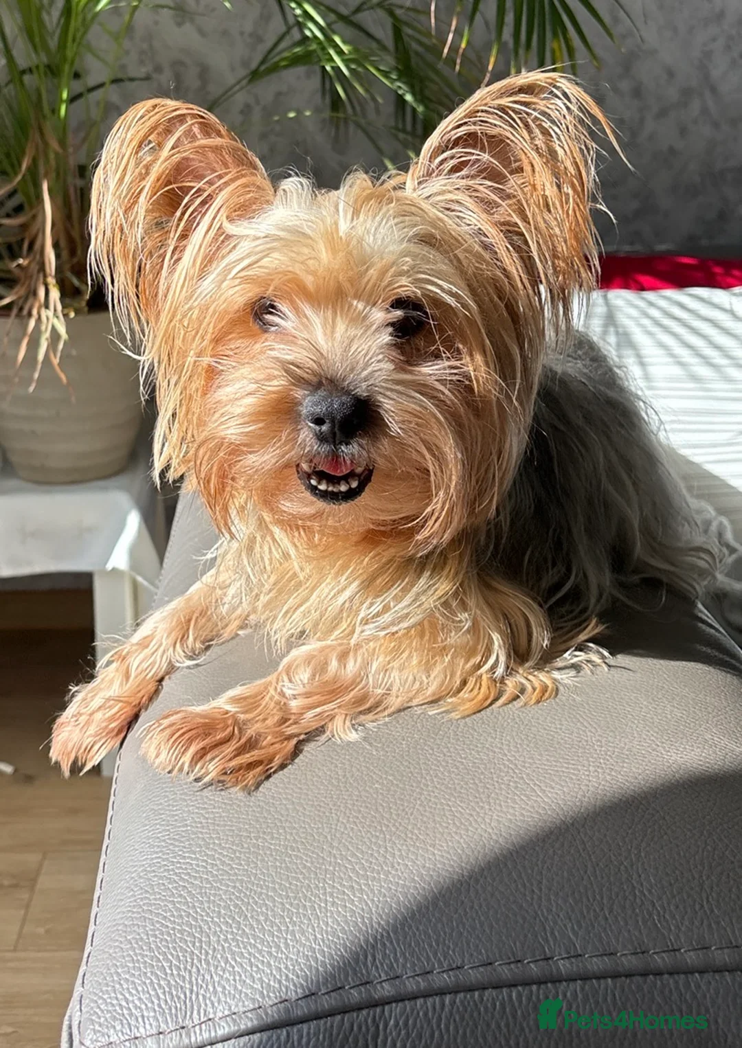Yorkshire Terrier dogs for sale: Yorkshire terrier litter of 5 in Guildford in Guildford - Advert 2