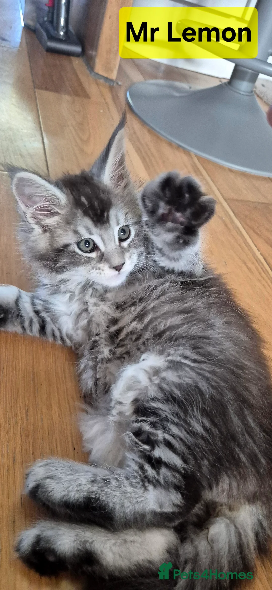 Maine Coon cats for sale: 🎀 Outstanding GCCF Pedigree Maine Coon Kittens  - Advert 15
