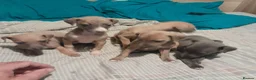 Mixed Breed dogs for sale: Whiggies. Whippet x Italuan greyhound - Advert 16