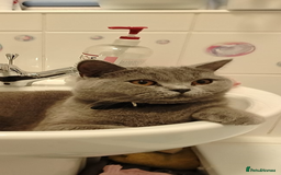 British Shorthair cats for sale: Female British short hair for sale - Image 1