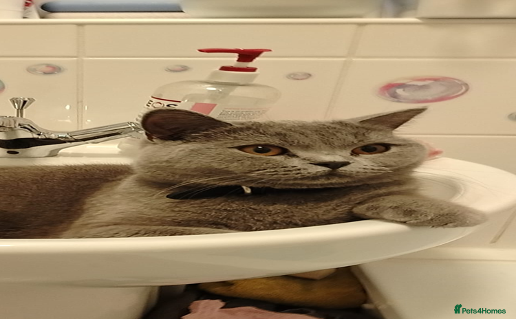 British Shorthair cats for sale - Advert 1