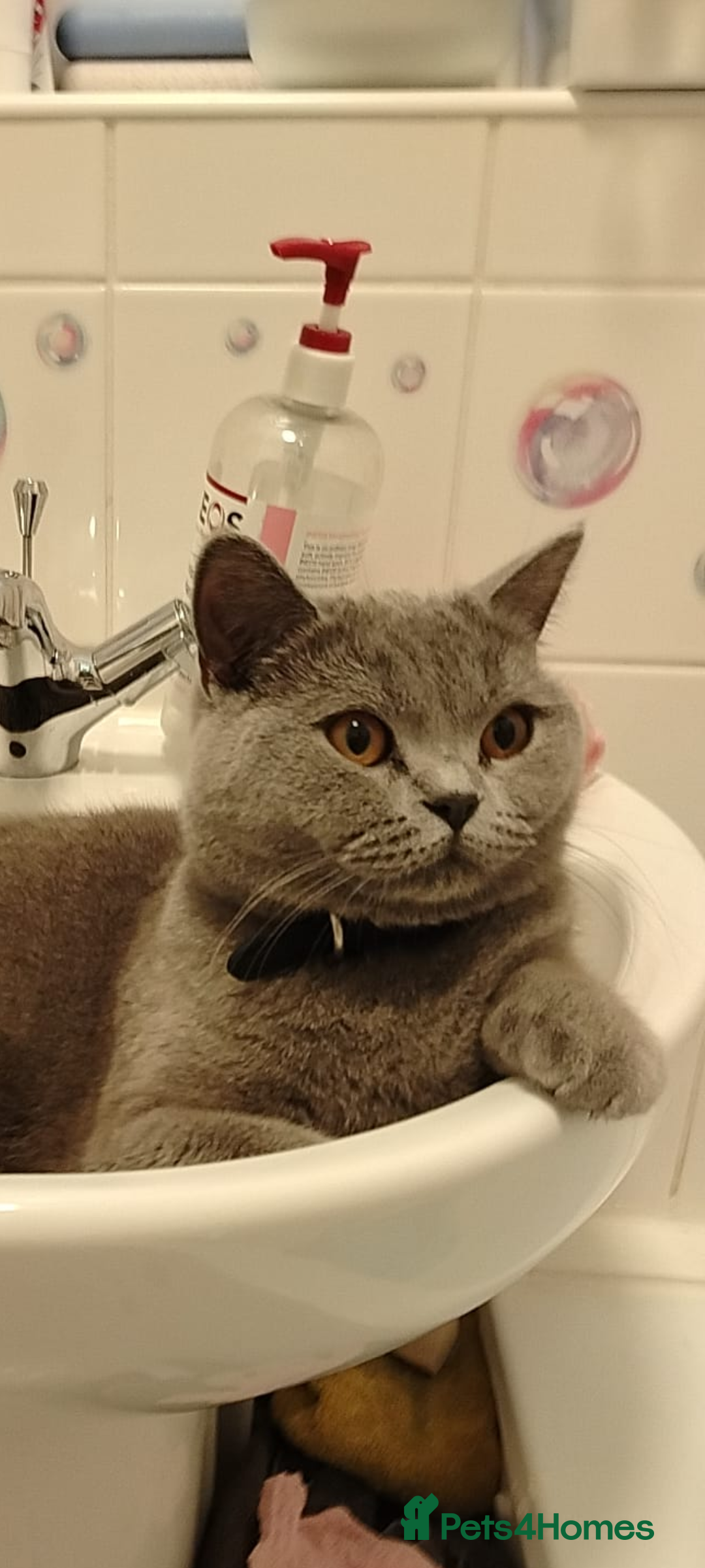 British Shorthair cats for sale: Female British short hair for sale - Image 1