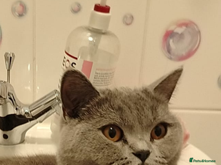 British Shorthair cats - Advert 26