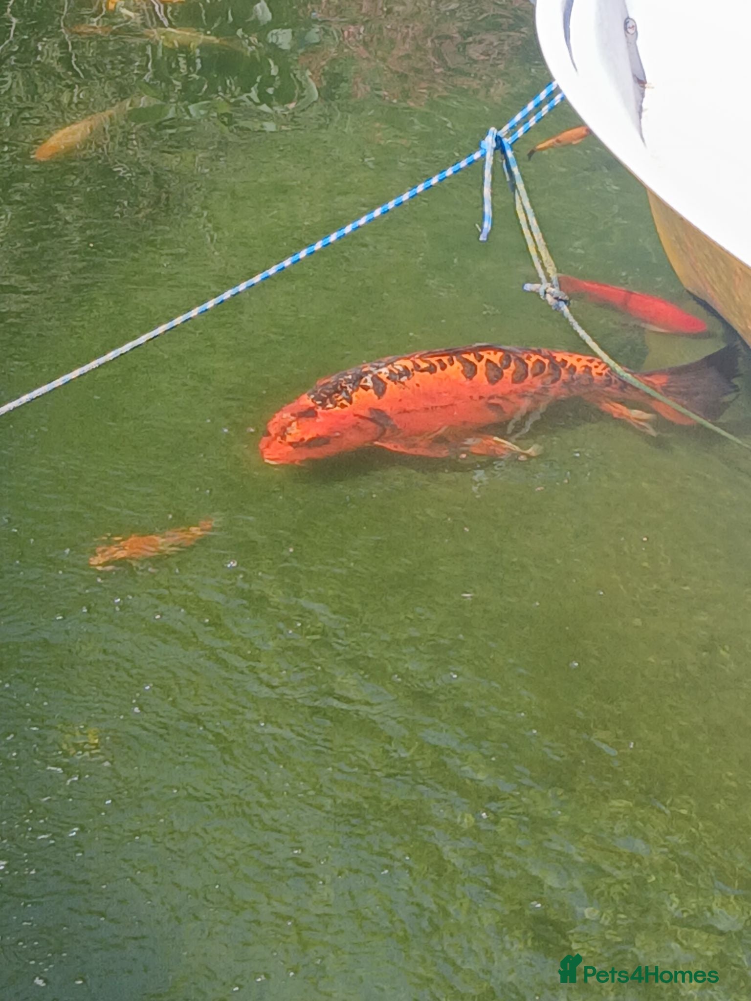 Koi Carp fish 65cm Matsuba - Advert 9
