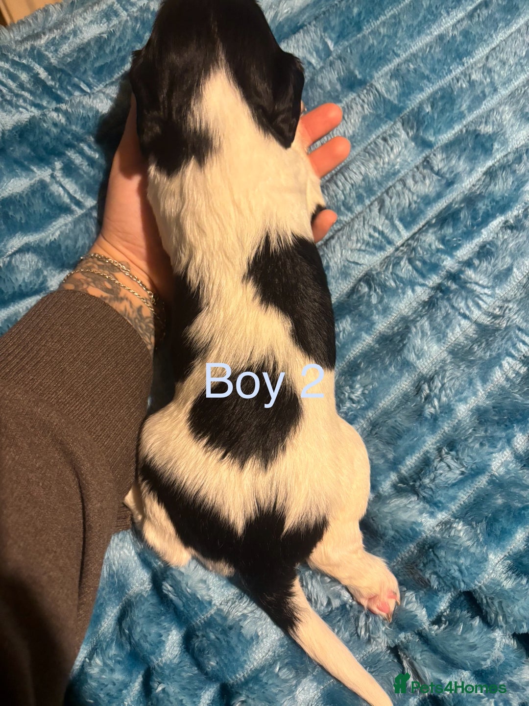 English Springer Spaniel dogs for sale: ✨ KC Registered English Springer Spaniel Puppies ✨ - Advert 34