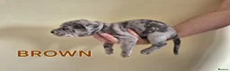 Cane Corso dogs for sale: MERLE & BLUE CANE CORSO PUPPIES - Advert 5