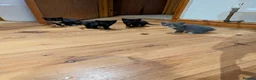 Mixed Breed cats for sale: Lovely variety pack of kittens  in Penzance - Advert 8