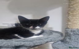 Domestic Shorthair cats for sale: Kittens - Image 4