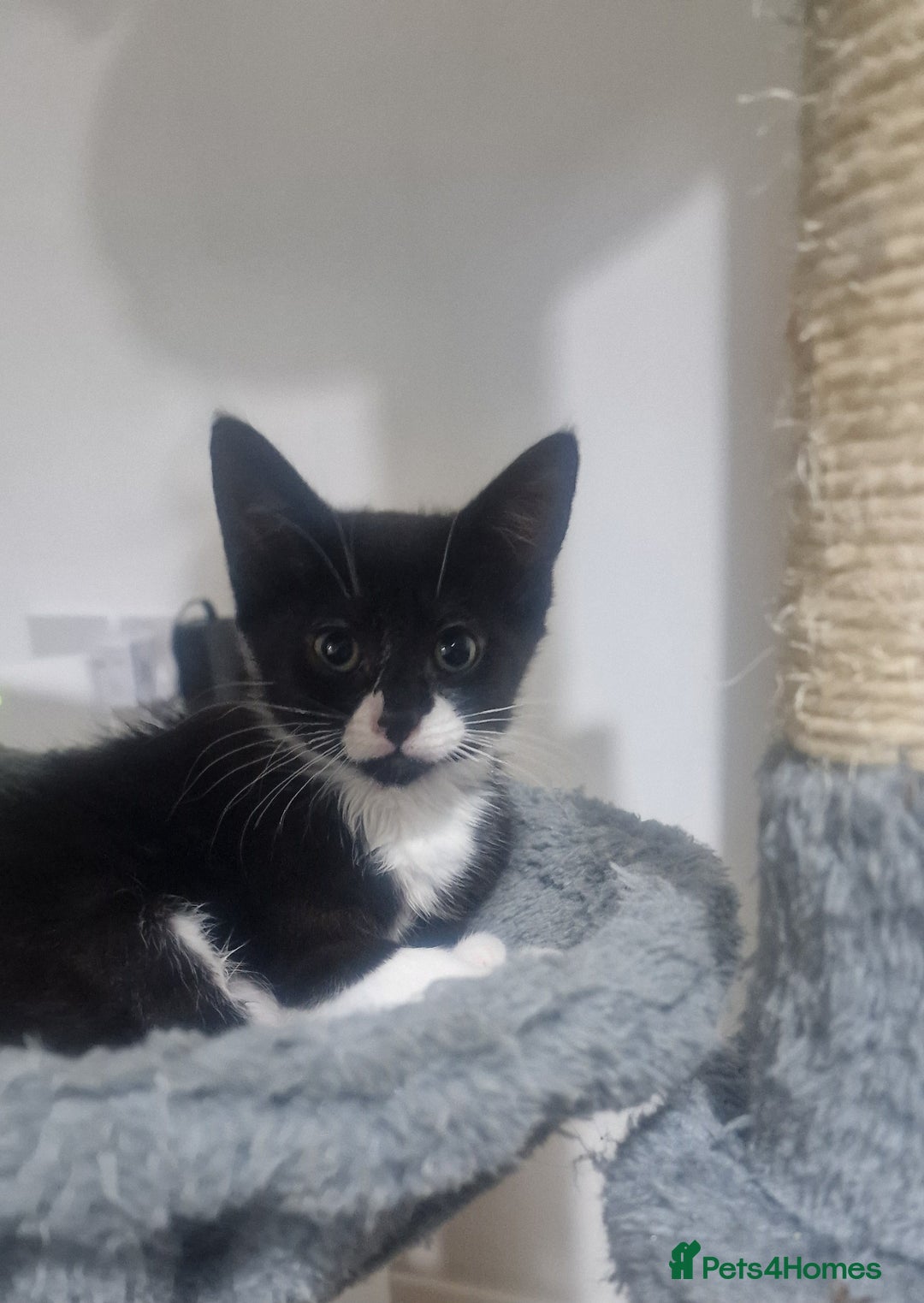 Domestic Shorthair cats for sale: Kittens - Image 4