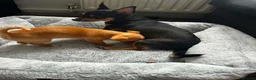 Mixed Breed dogs for sale: Chihuahua puppy in Birmingham - Advert 10