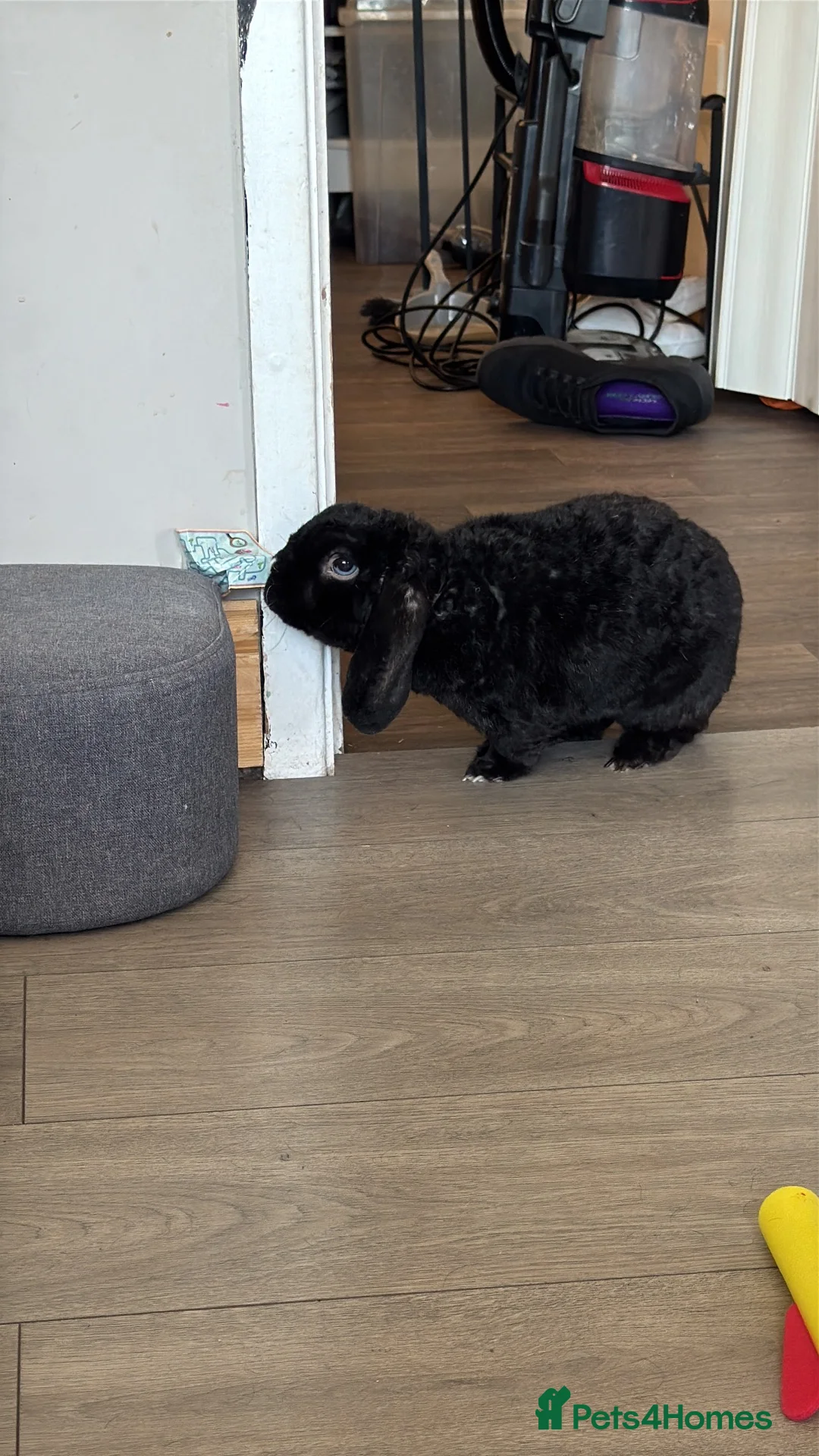 Mini Lop rabbits for sale: Male rabbit in Blakeney - Advert 2