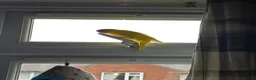 Parakeets birds for sale: 3 Kakarki parrots  in Durham - Advert 21