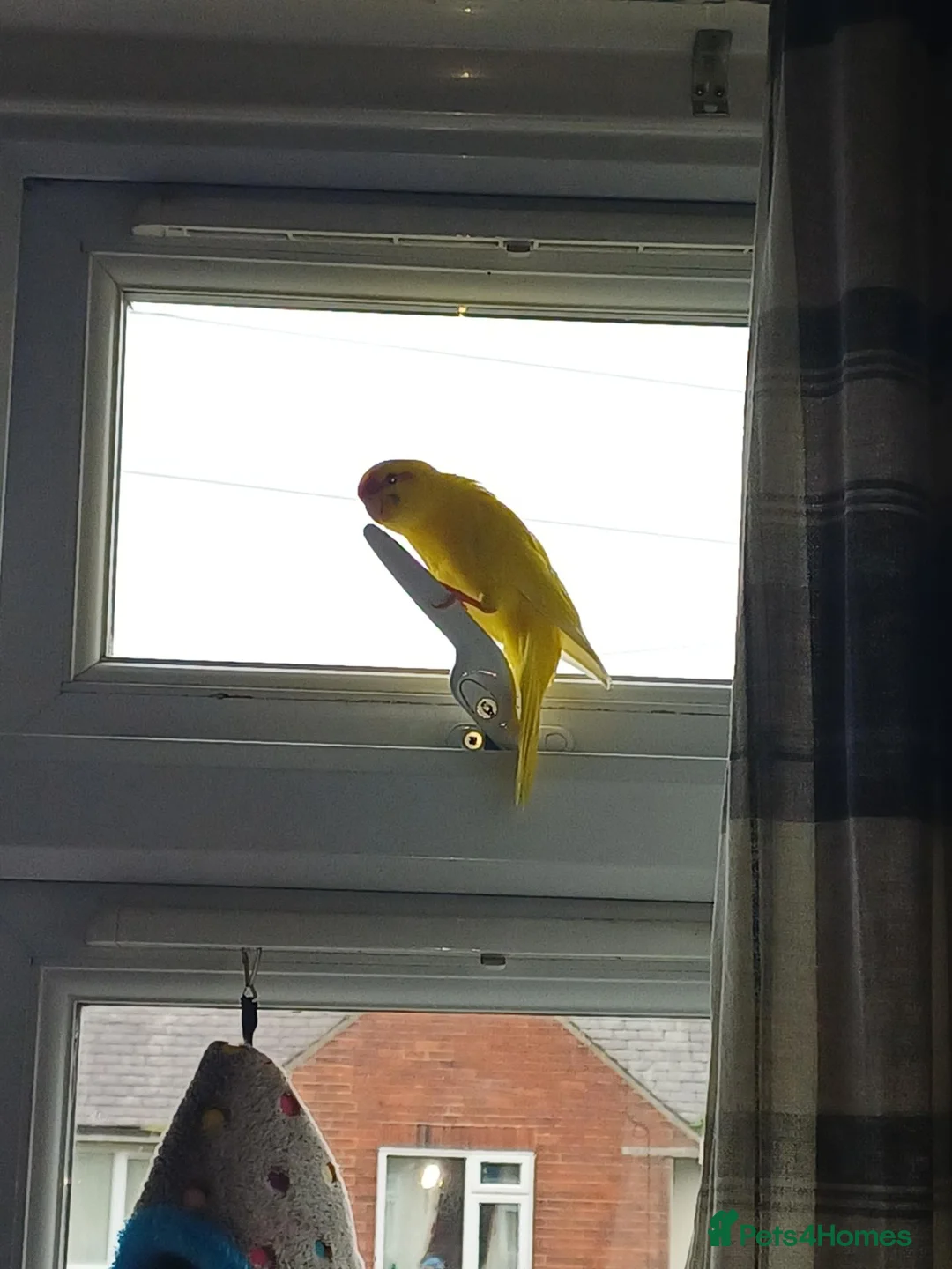 Parakeets birds for sale: 3 Kakarki parrots  in Durham - Advert 21