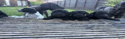 Mixed Breed dogs for sale: Jackapoo puppies  in Luton - Advert 16