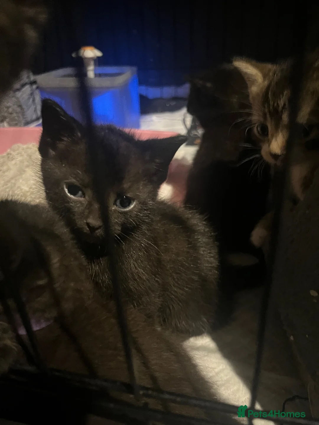 Mixed Breed cats for sale: Kittens - Advert 5