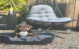 English Bulldog dogs for sale: Chocolate and tan English Bulldog - Image 2