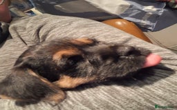 Border Terrier dogs for sale: Border Terrier KC registered 3x dogs for sale - Image 15