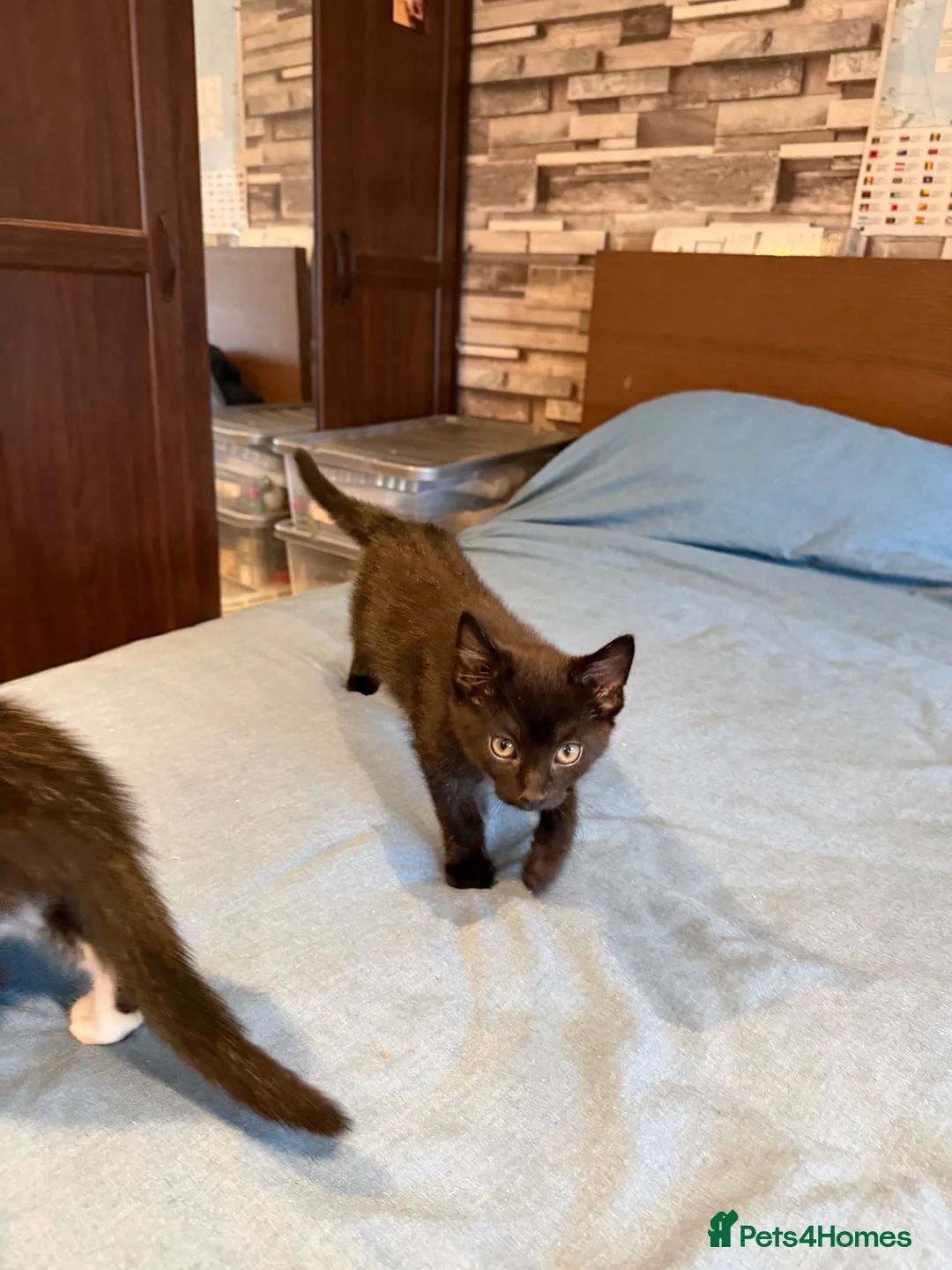 Mixed Breed cats for sale: 10 weeks old Kittens  - Advert 4