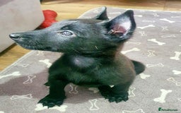 Belgian Shepherd Dog dogs for sale: Female belgian malinois  - Image 3