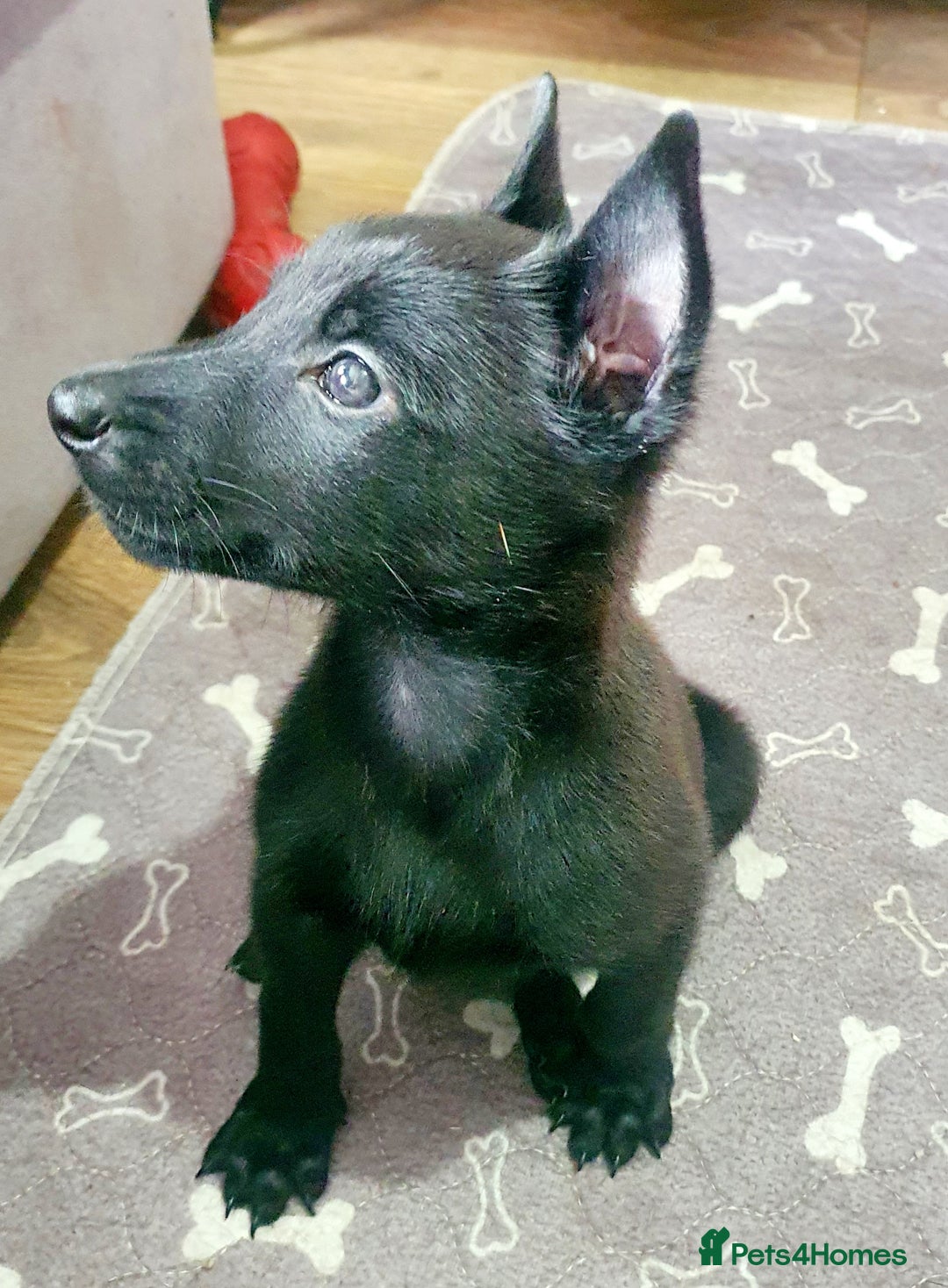 Belgian Shepherd Dog dogs for sale: Female belgian malinois  - Image 3
