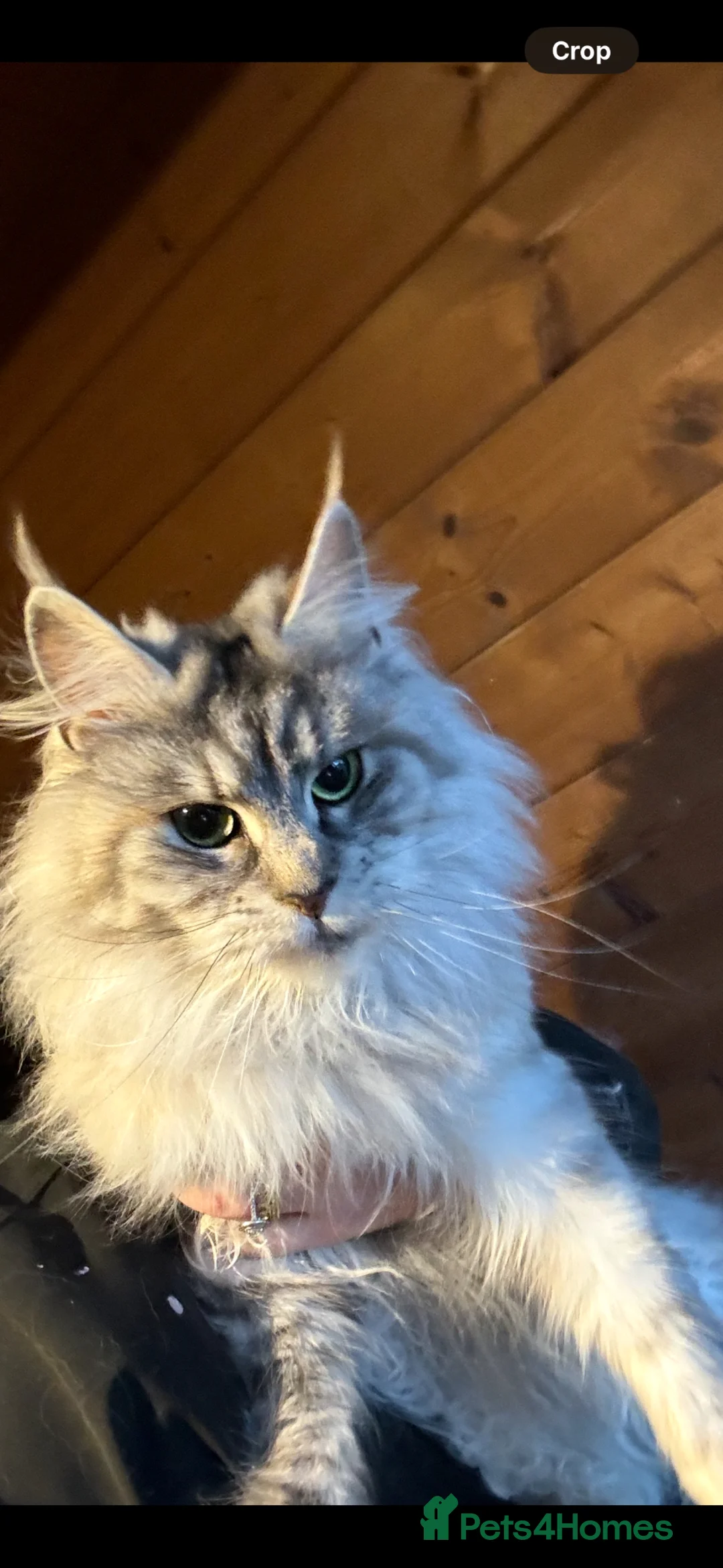 Maine Coon cats for sale: GCCF Registered Maine coon looking for loving home in Tonbridge - Advert 4