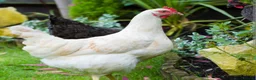 Chickens poultry for sale: Point of lay hens for sale  - Advert 2
