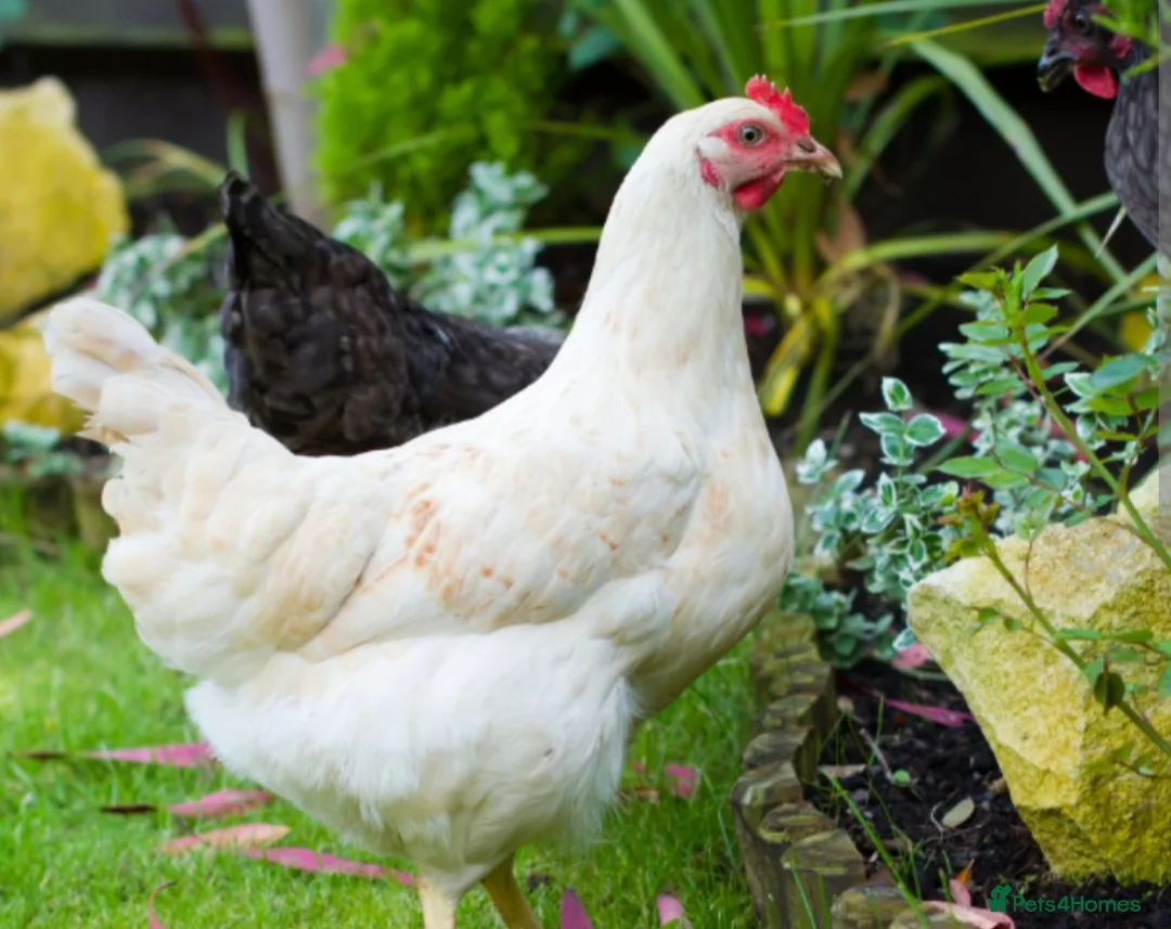 Chickens poultry for sale: Point of lay hens for sale  - Advert 2