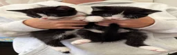 Mixed Breed cats for sale: Beautiful black & white kittens for sale  - Advert 7