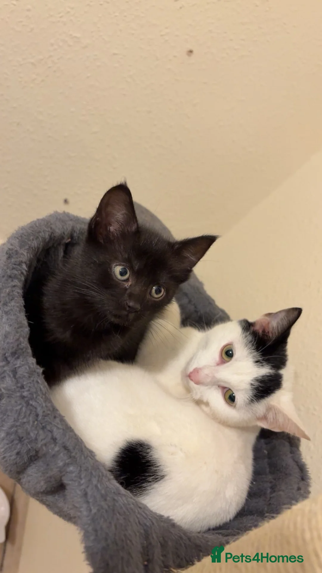 Mixed Breed cats for sale: Desperate need of home  - Advert 6