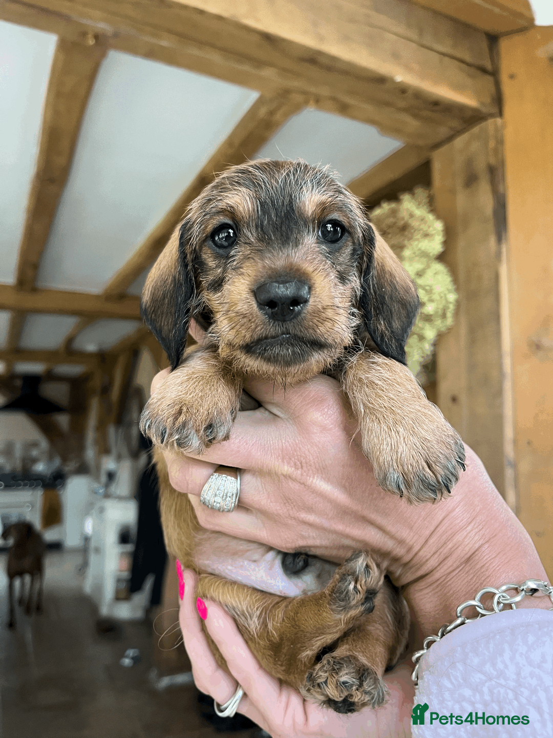 Dachshund dogs for sale: Dachshund puppies - Advert 13