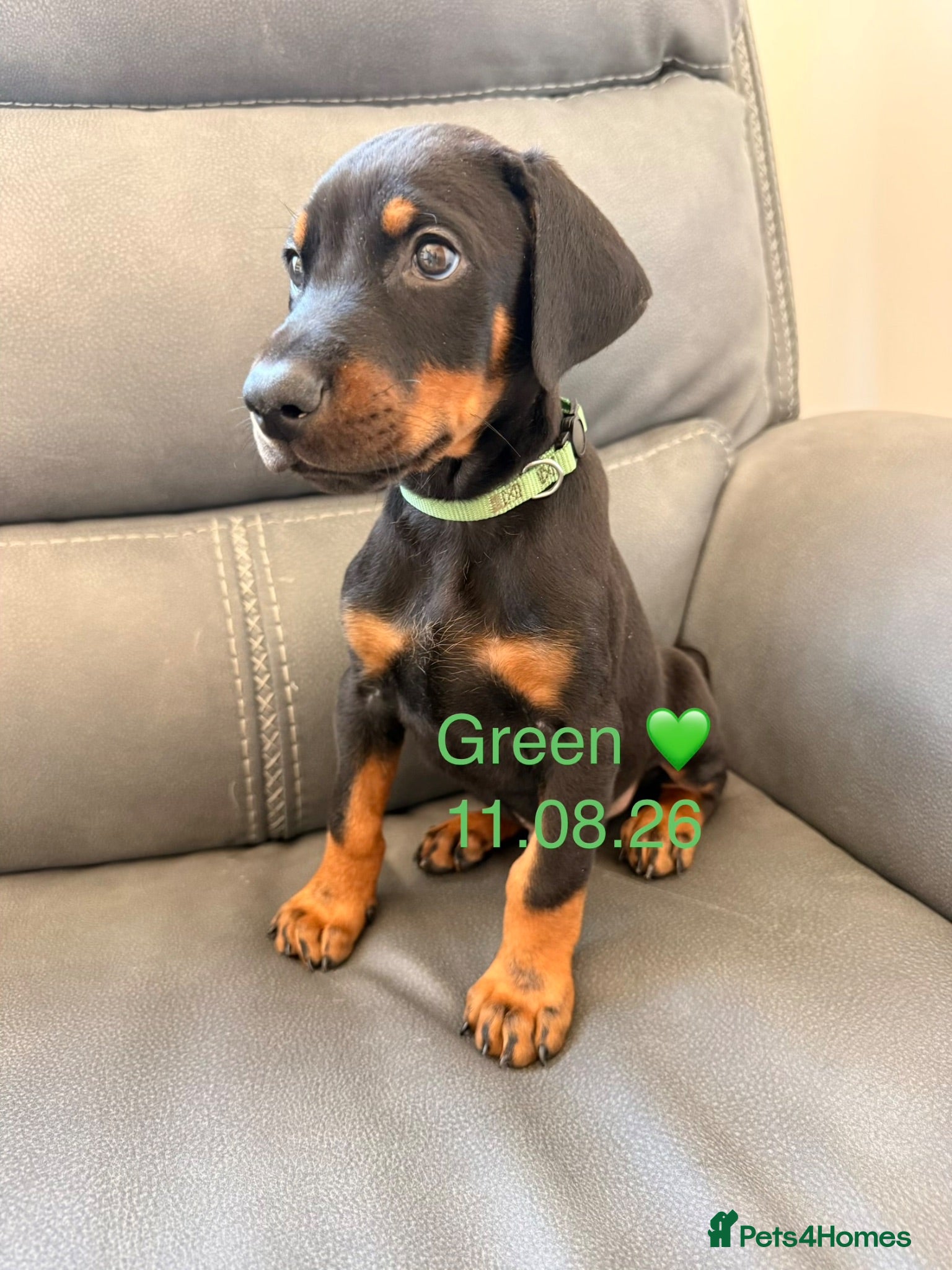 Dobermann dogs Beautiful Doberman Puppies for sale  - Advert 10