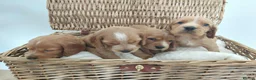 Cocker Spaniel dogs for sale: BEAUTIFUL COCKER SPANIEL PUPPIES - Advert 4