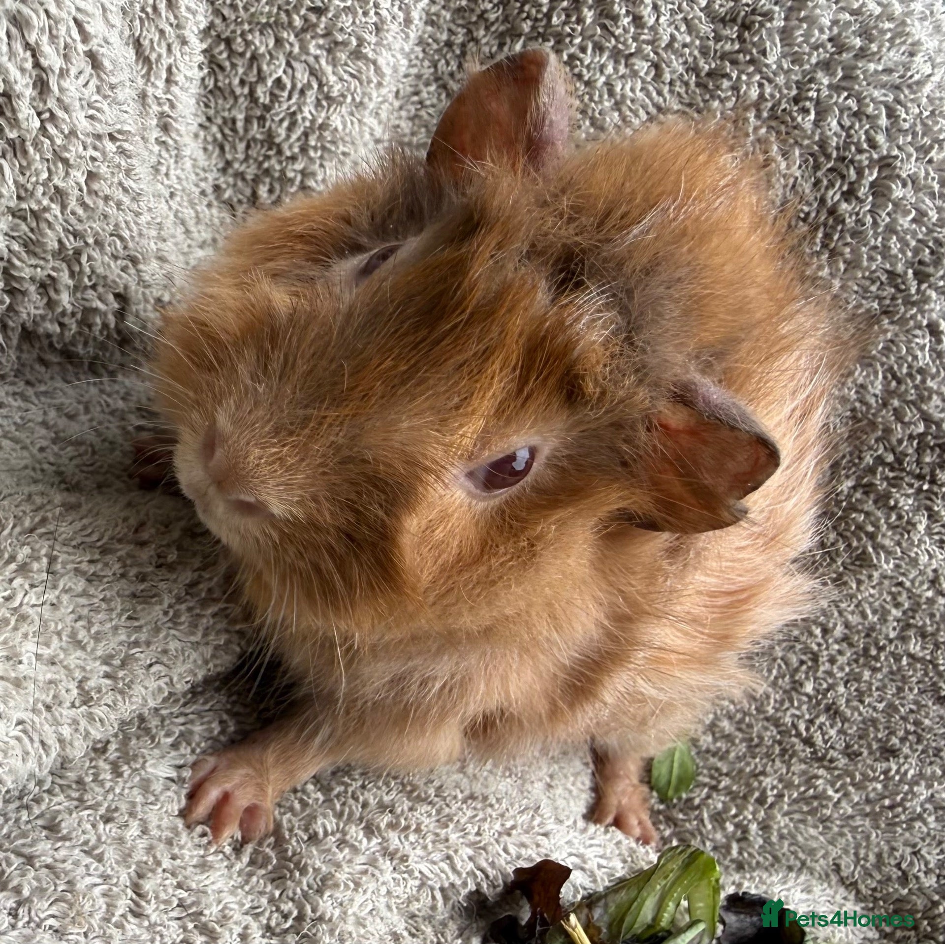 Guinea Pig rodents Boar Guinea Pigs Available Now! - Advert 2