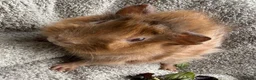 Guinea Pig rodents for sale: Boar Guinea Pigs Available Now! - Advert 2