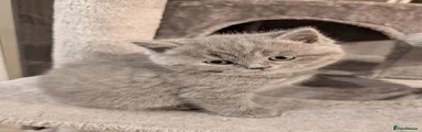 British Shorthair 5