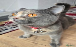 British Shorthair cats for sale: Female  - Image 2