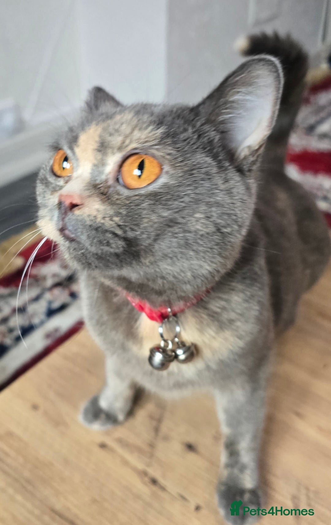 British Shorthair cats for sale: Female  - Image 2