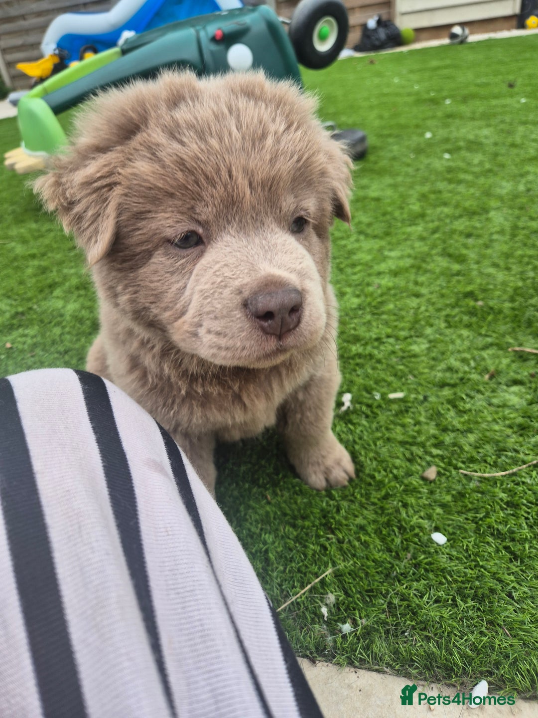 Mixed Breed dogs for sale: Chowxfrenchie Ready for new homes** - Image 16