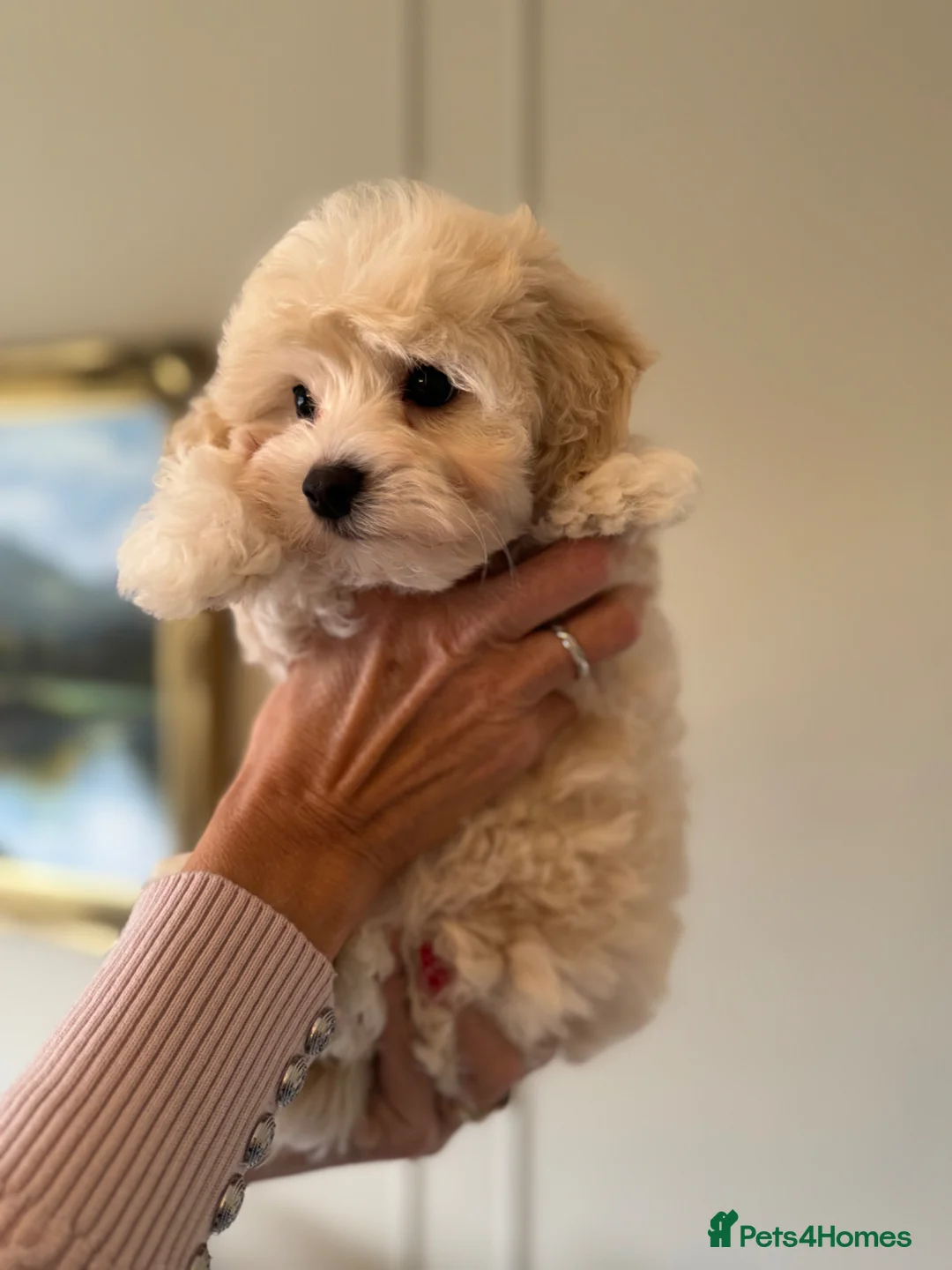 Maltipoo dogs for sale: 💗 Maltipoo Puppy – DNA Clear, Family Raised 💗 - Advert 2