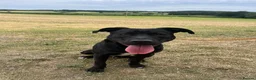 Staffordshire Bull Terrier dogs for adoption: Norman - Advert 3